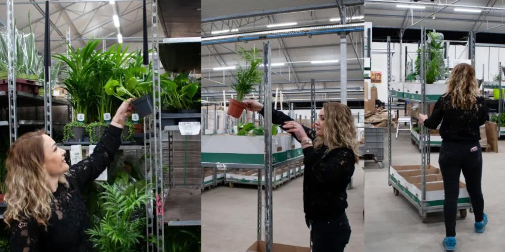 planten picken