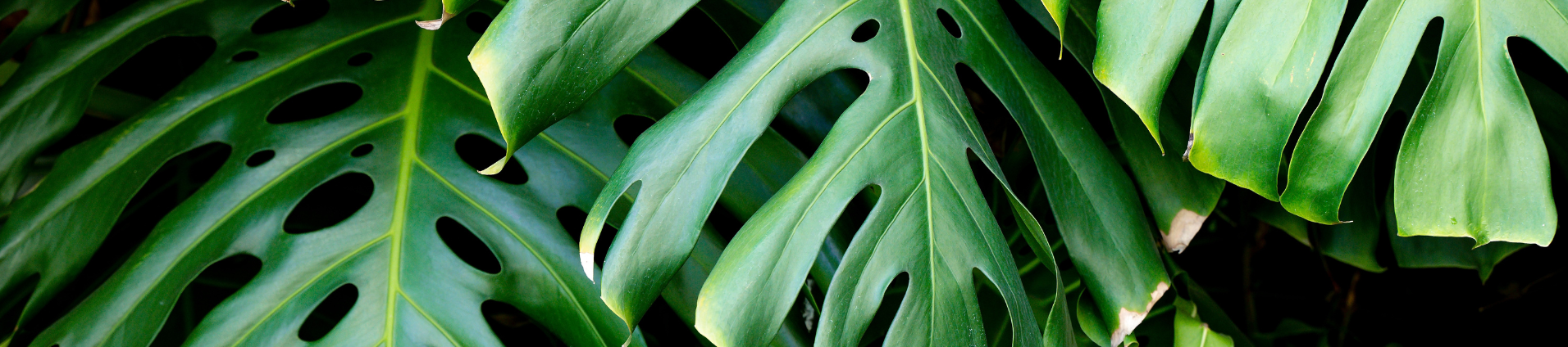 Black Weekend Black Weekend