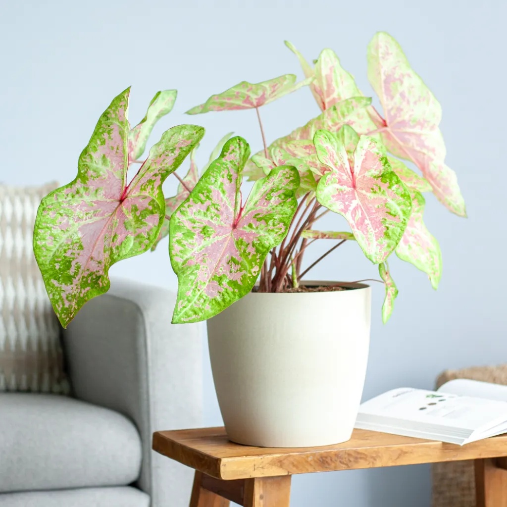 Caladium Seafoam Pink - P21