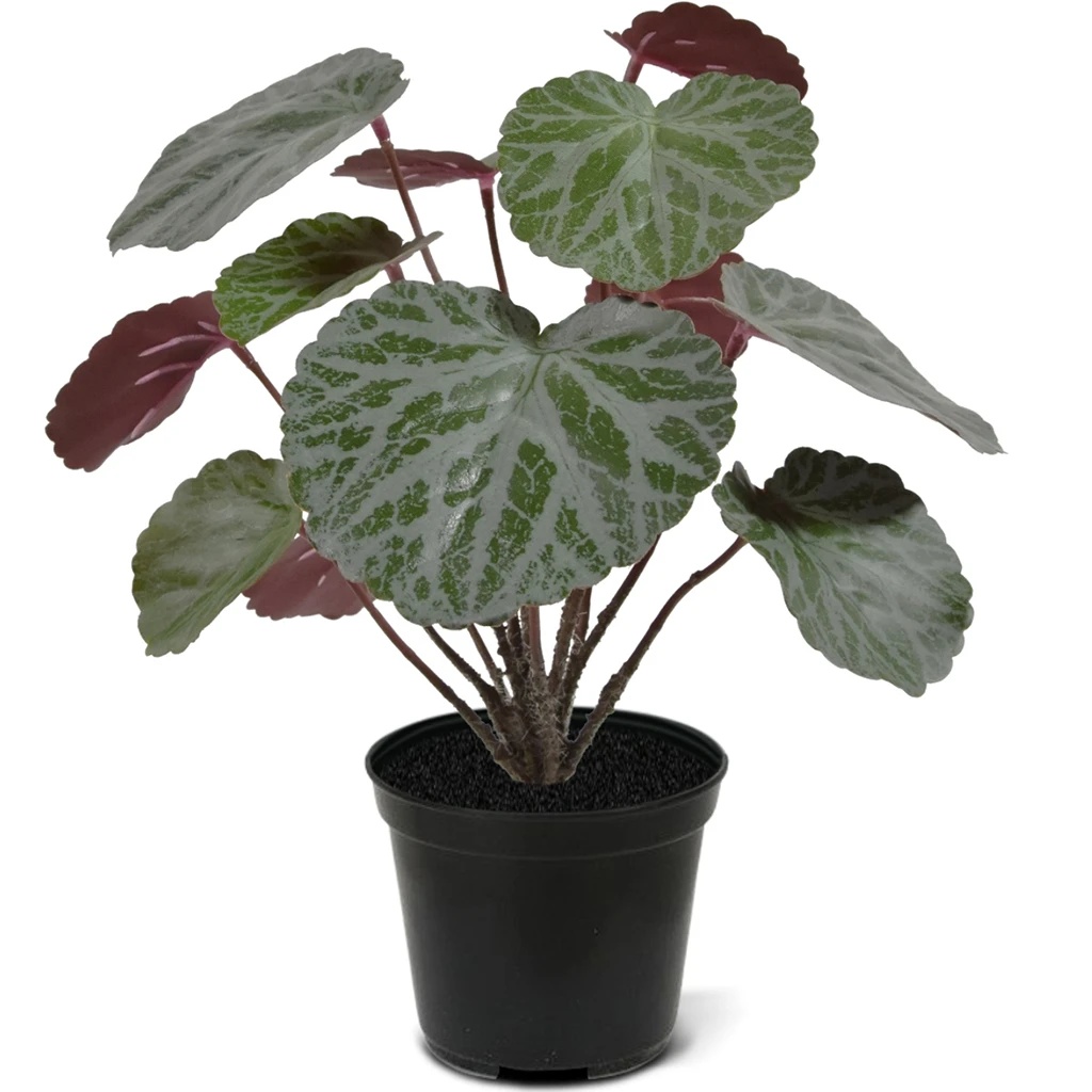 Saxifraga Steenbreek 25 cm - Kunstplant