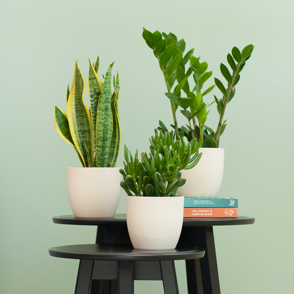 Groene Krachtpatsers incl. bio pot - 3 stuks