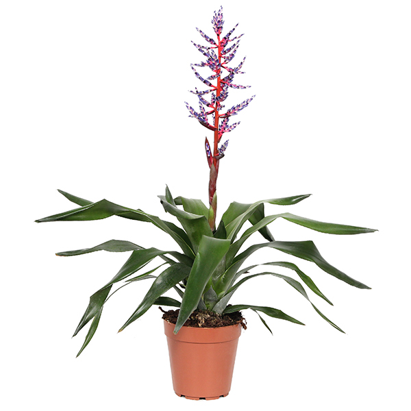 Aechmea &apos;Blue Rain&apos; (Bromelia) P 12 cm