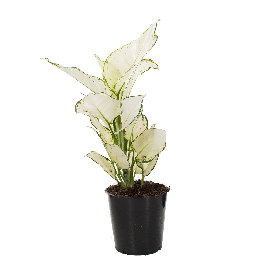 Aglaonema hybride white - P 12 cm