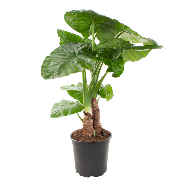Alocasia Macrophylla op stam (Olifantsoor) - P 24