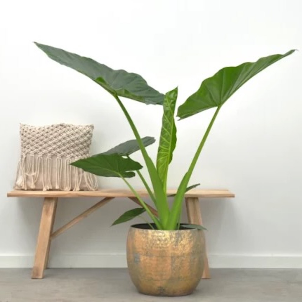 Alocasia Macrorrhiza - Olifantsoor - P34