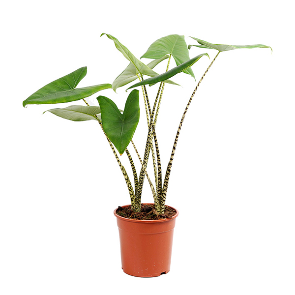 Alocasia Zebrina - P 24 cm