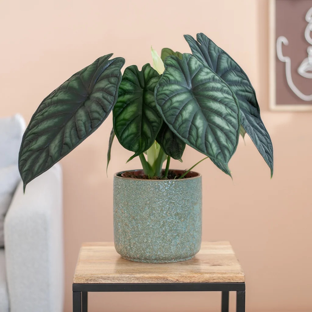 Alocasia Dragon Scale - Olifantsoor - P19