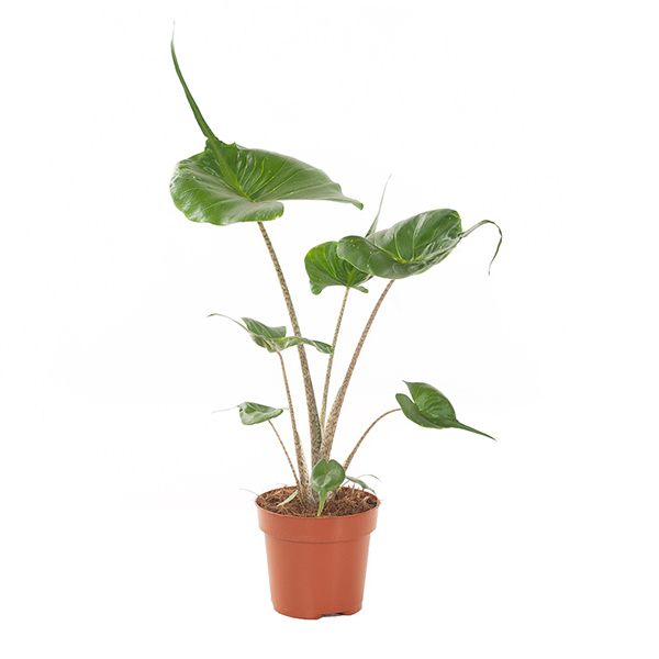 Alocasia Stingray - P 12 cm