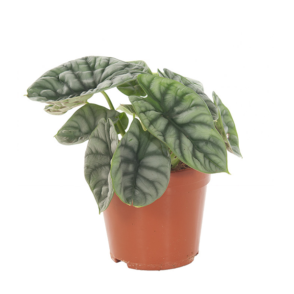 Alocasia Silver Dragon - P 14 cm