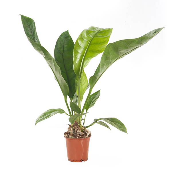 Anthurium Jungle Bush - P 17 cm