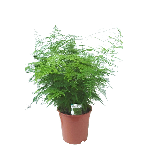 Asparagus (Sierasperge) - P 21 cm