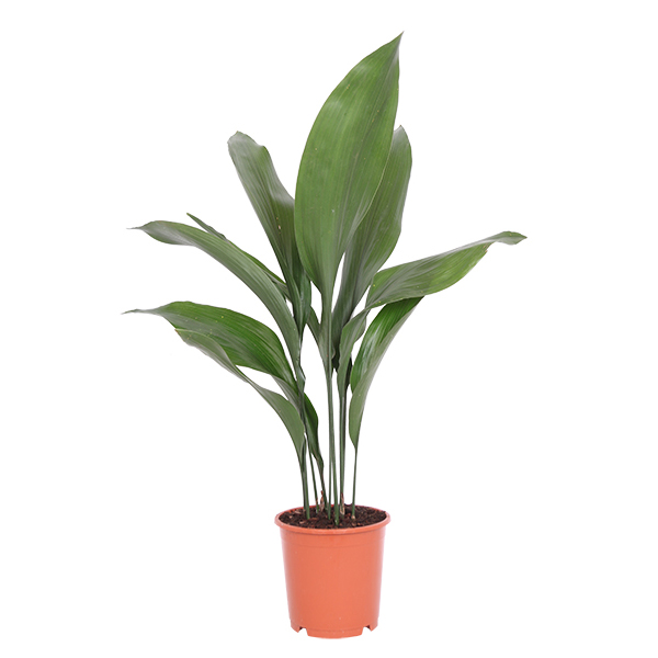 Aspidistra elatior P 15 cm
