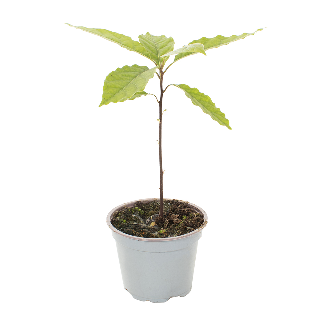 Avocado plantje