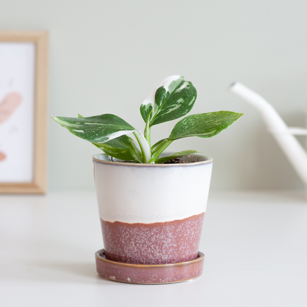 Philodendron White Wizard - P9