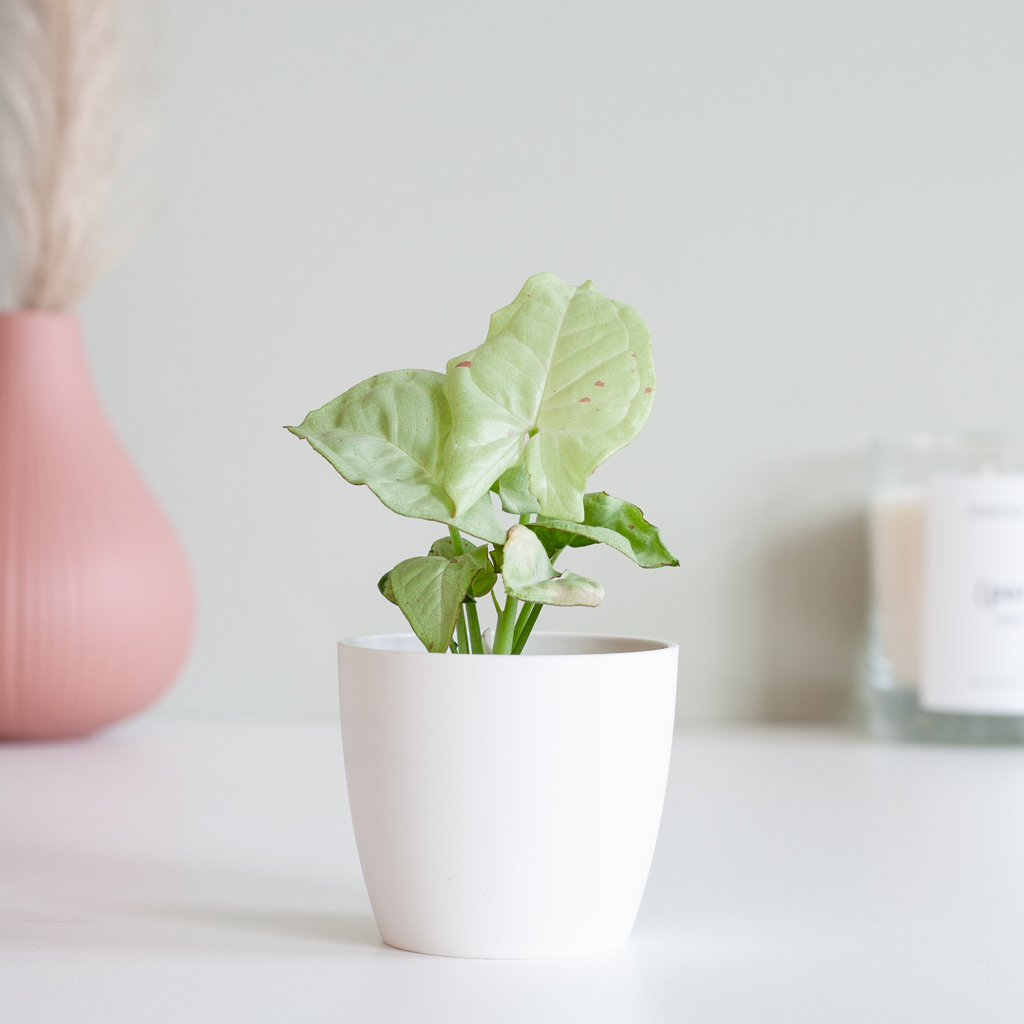 Syngonium Milk Confetti - P6