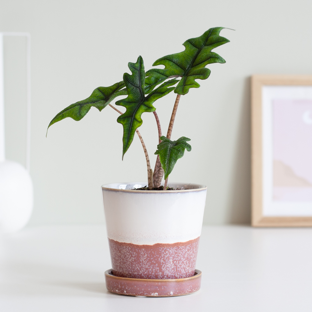 Alocasia Jacklyn - P9