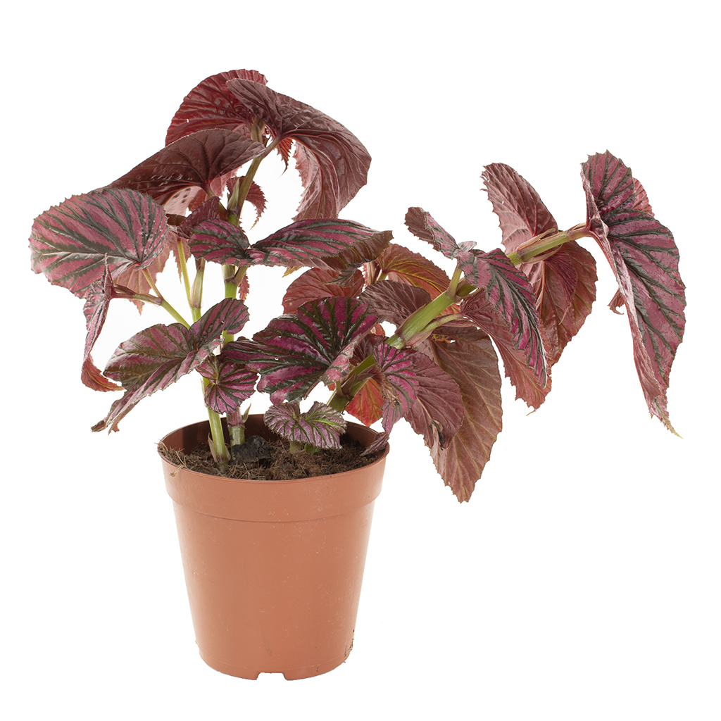 Begonia Brevirimosa &apos;Old school&apos; - P 15 cm