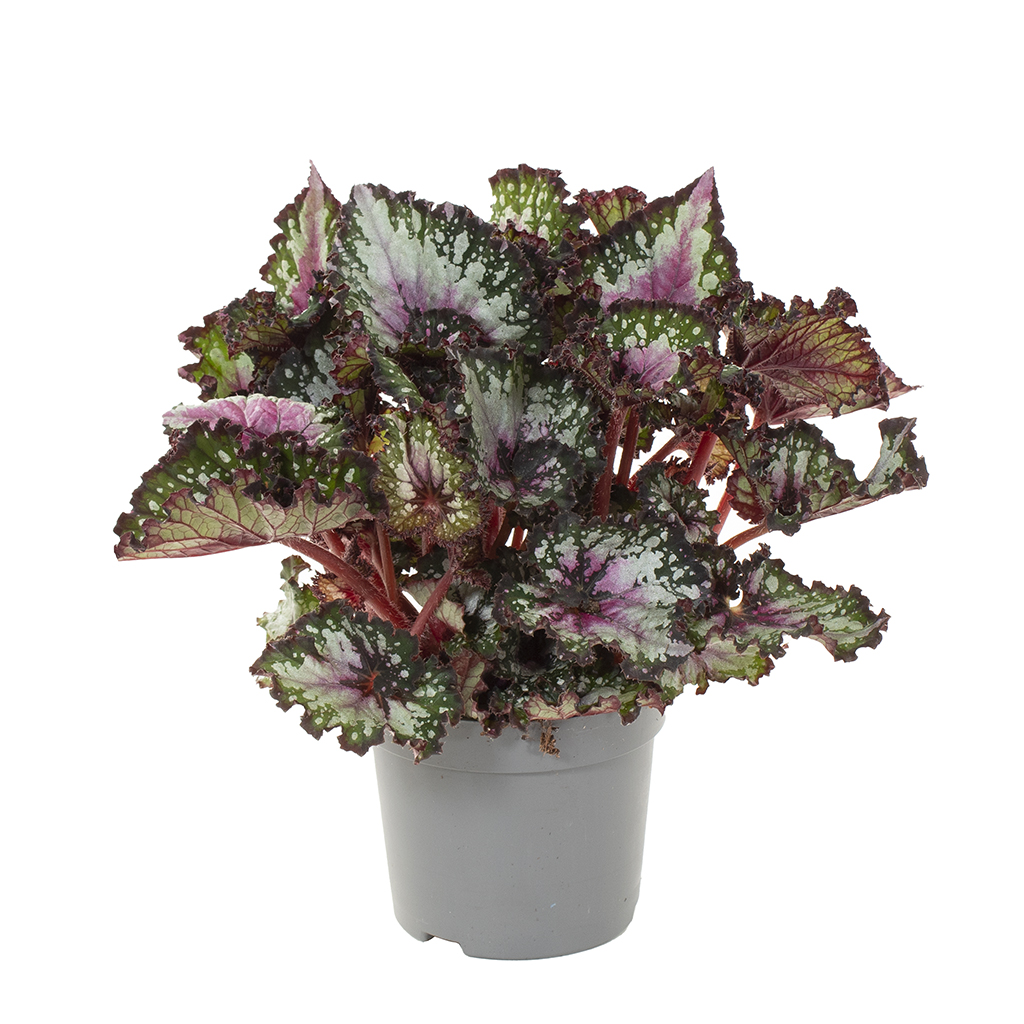Begonia Rex Odissi