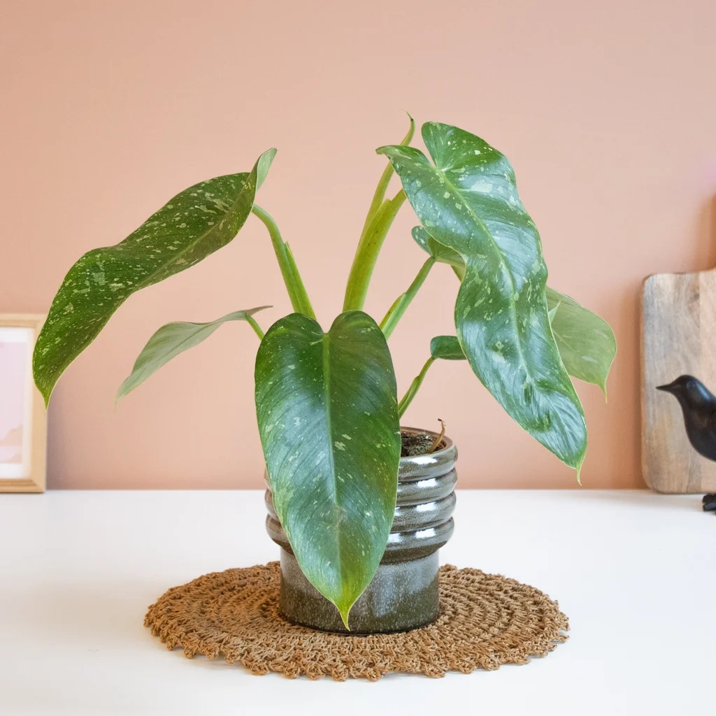 Philodendron - Jose Bueno - P15