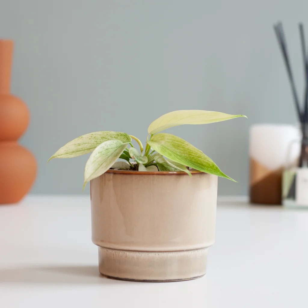 Philodendron Florida Ghost - P9