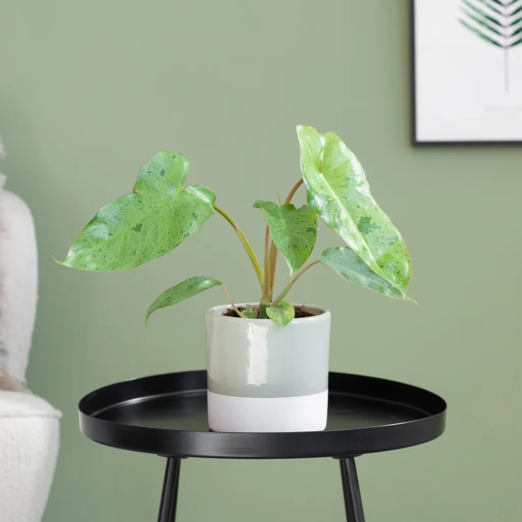 Philodendron Paraiso Verde P12