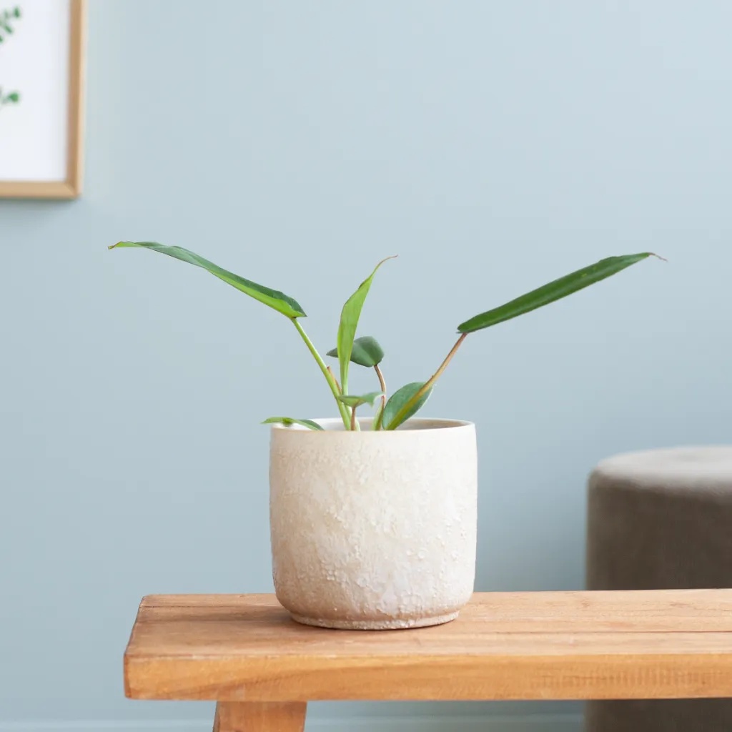 Philodendron Joepii - P9