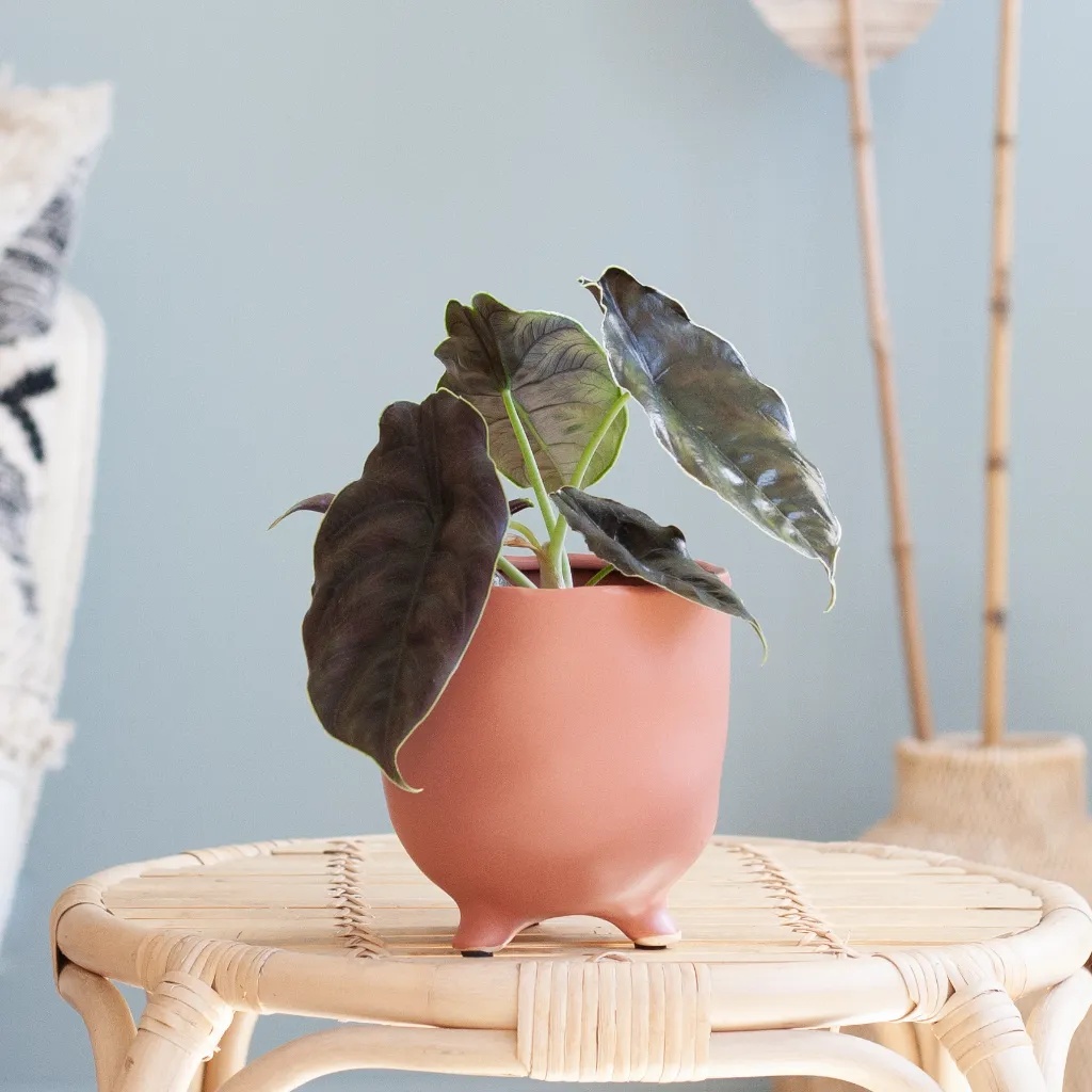 Alocasia Azlanii - P11
