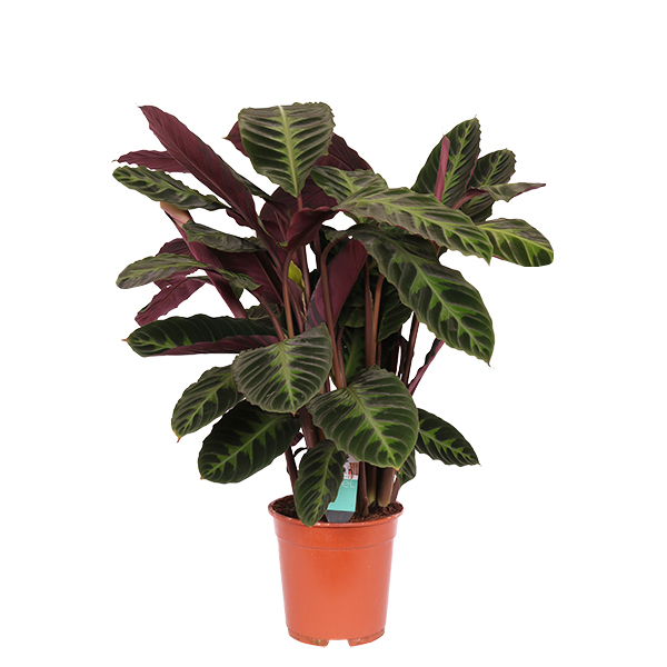 Calathea Warscewiczii (Shadowplant) P 21 cm