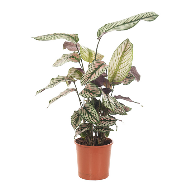 Calathea white star - P 14 cm