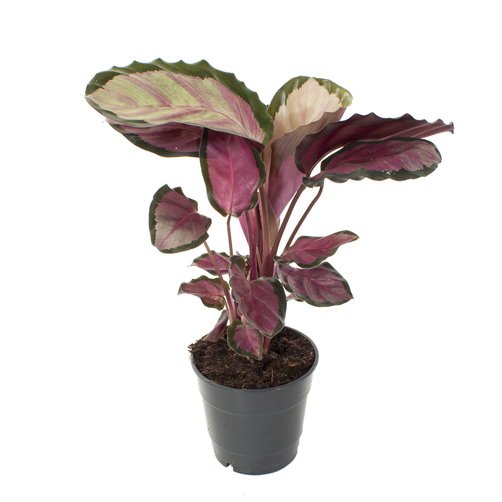Calathea Roseopicta Rosy - P 12 cm