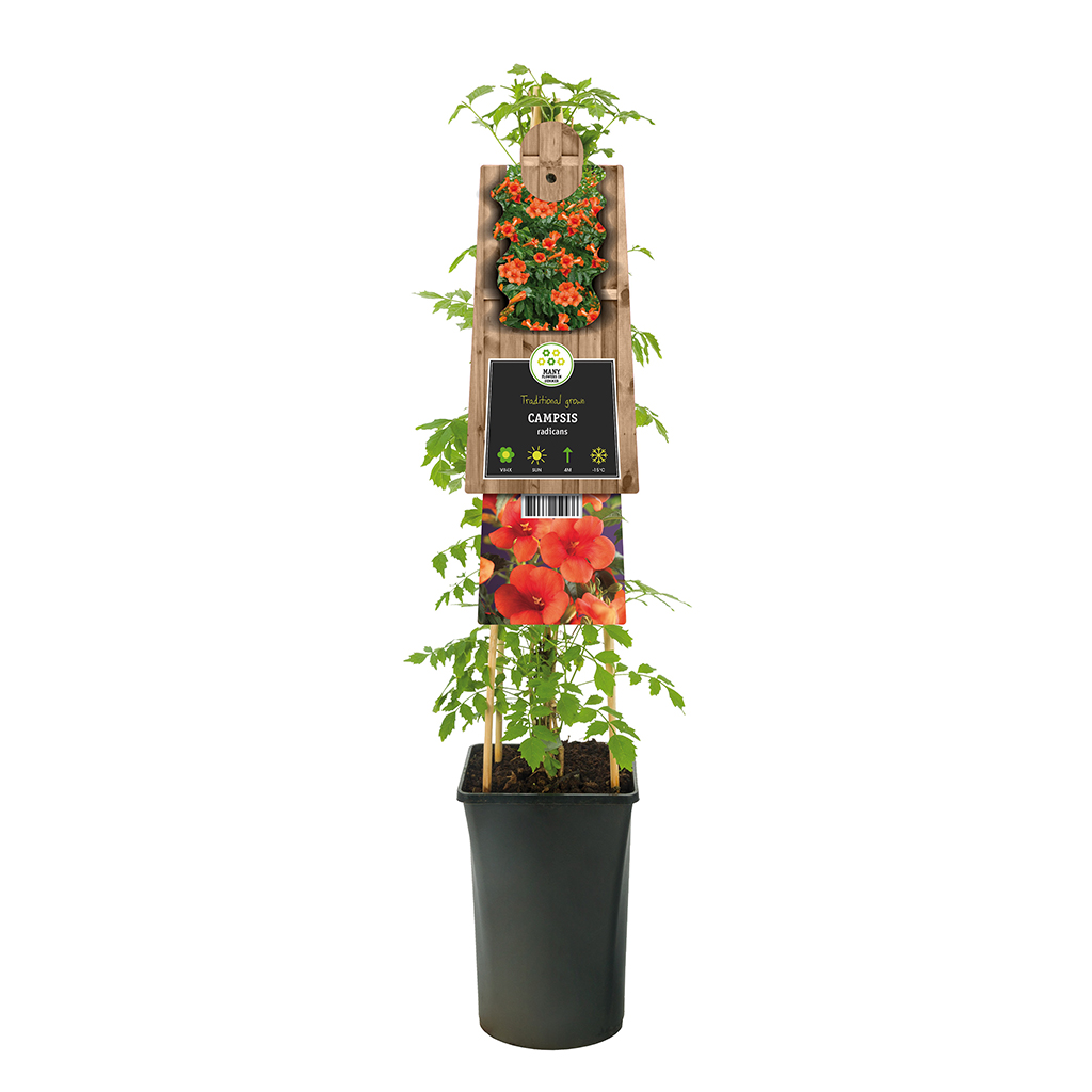 Campsis Radicans (Trompetklimmer) - P 16 cm