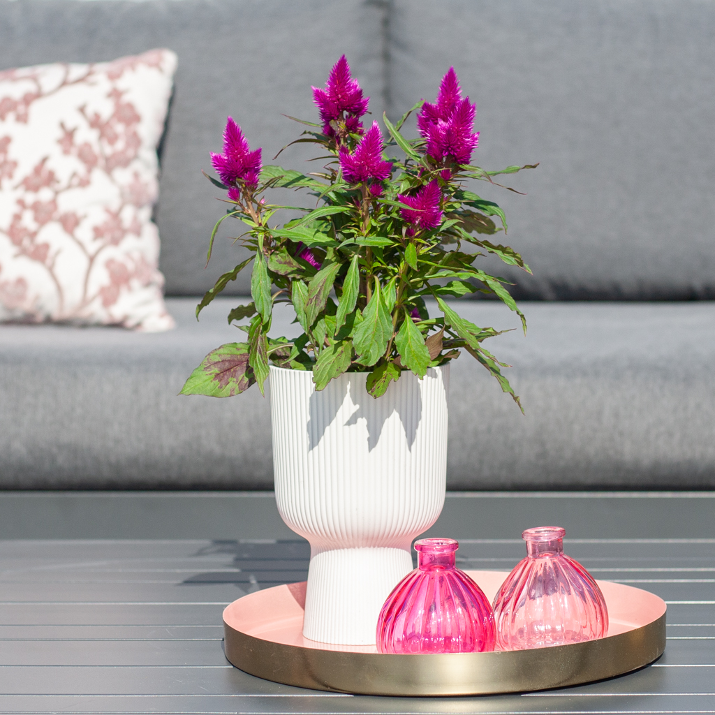 Celosia Deep Purple - P12