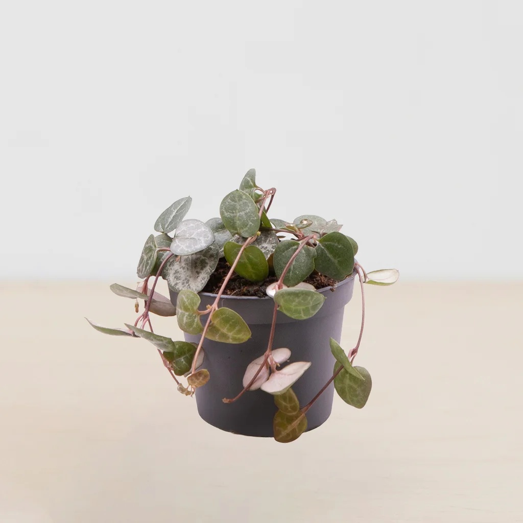 Mini Ceropegia