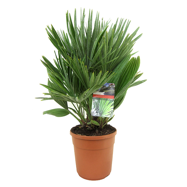 Chamaerops Humilis &apos;Vulcano&apos; P 24 cm