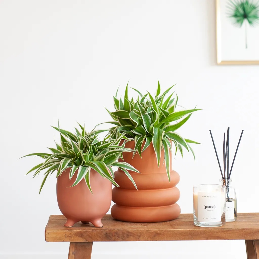 Chlorophytum Comosum Duo - P12