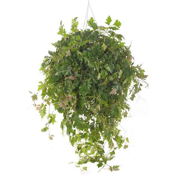 Koningswingerd (Cissus Rhombifolia &apos;Ellen Danica&apos;) P 24 cm