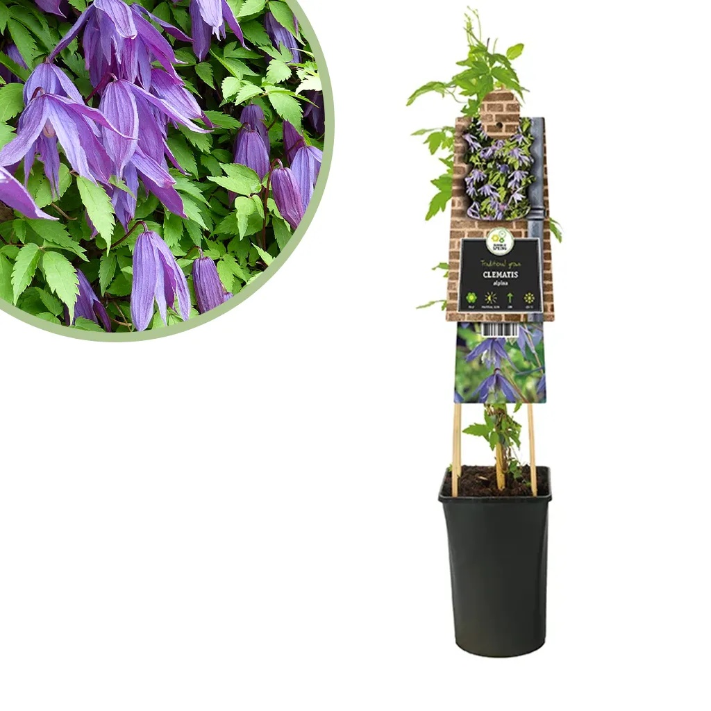 Clematis Alpina - Koningin der klimplanten - P15