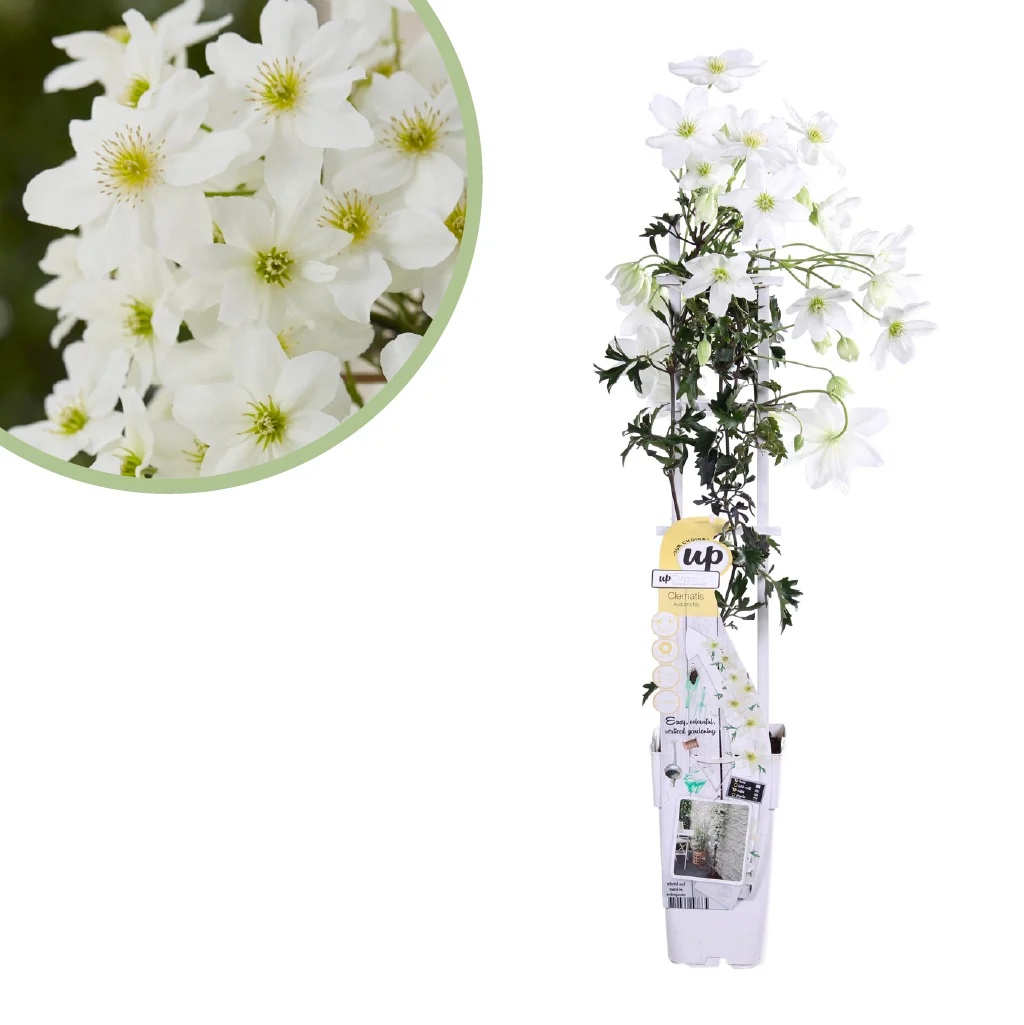 Clematis Cartmanii Avalanche - Bosrank - P15