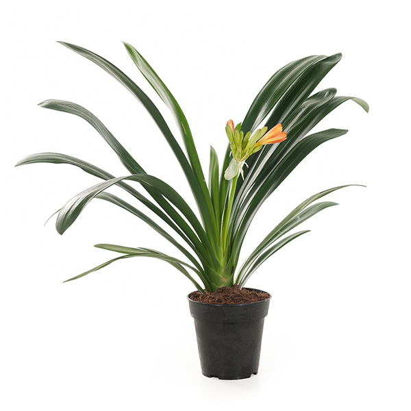 Clivia P 15 cm