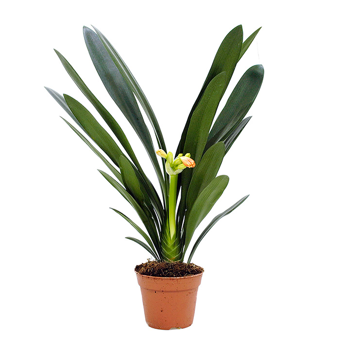 Clivia Miniata (Sint Jozefbloem) - P 13 cm