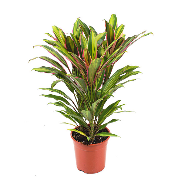 Cordyline Kiwi (fruticosa) - P 19 cm