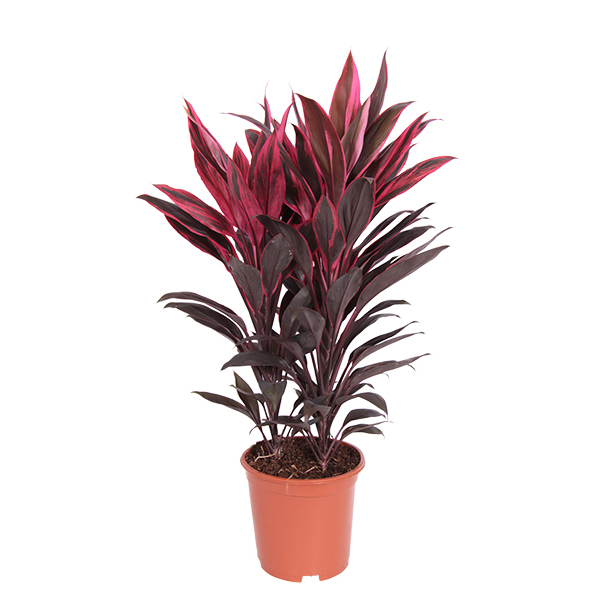 Cordyline Tango - P 19 cm