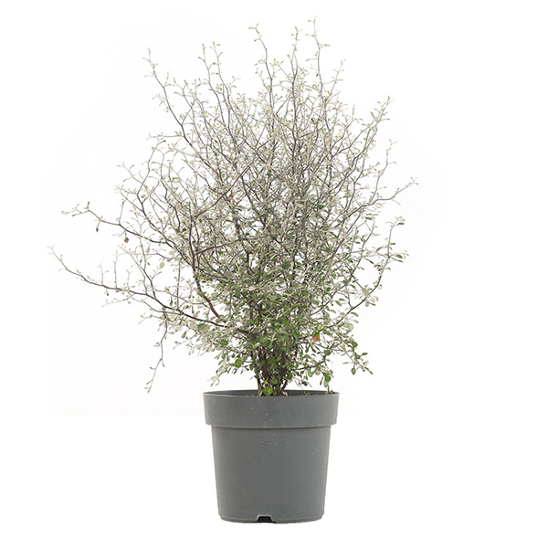Corokia &apos;Maori Green&apos; (Zigzagplant) - P 19 cm