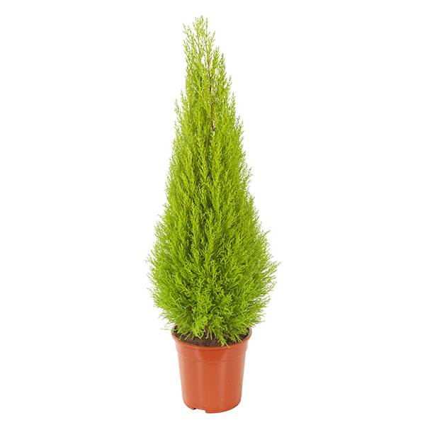 Kamerconifeer (Cupressus goldcrest wilma) - P 23 cm