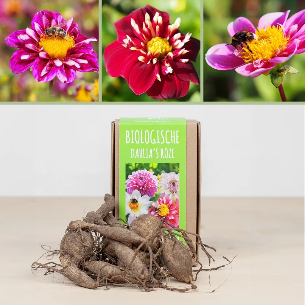 Biologische Dahlia knollen (2 stuks - Roze)