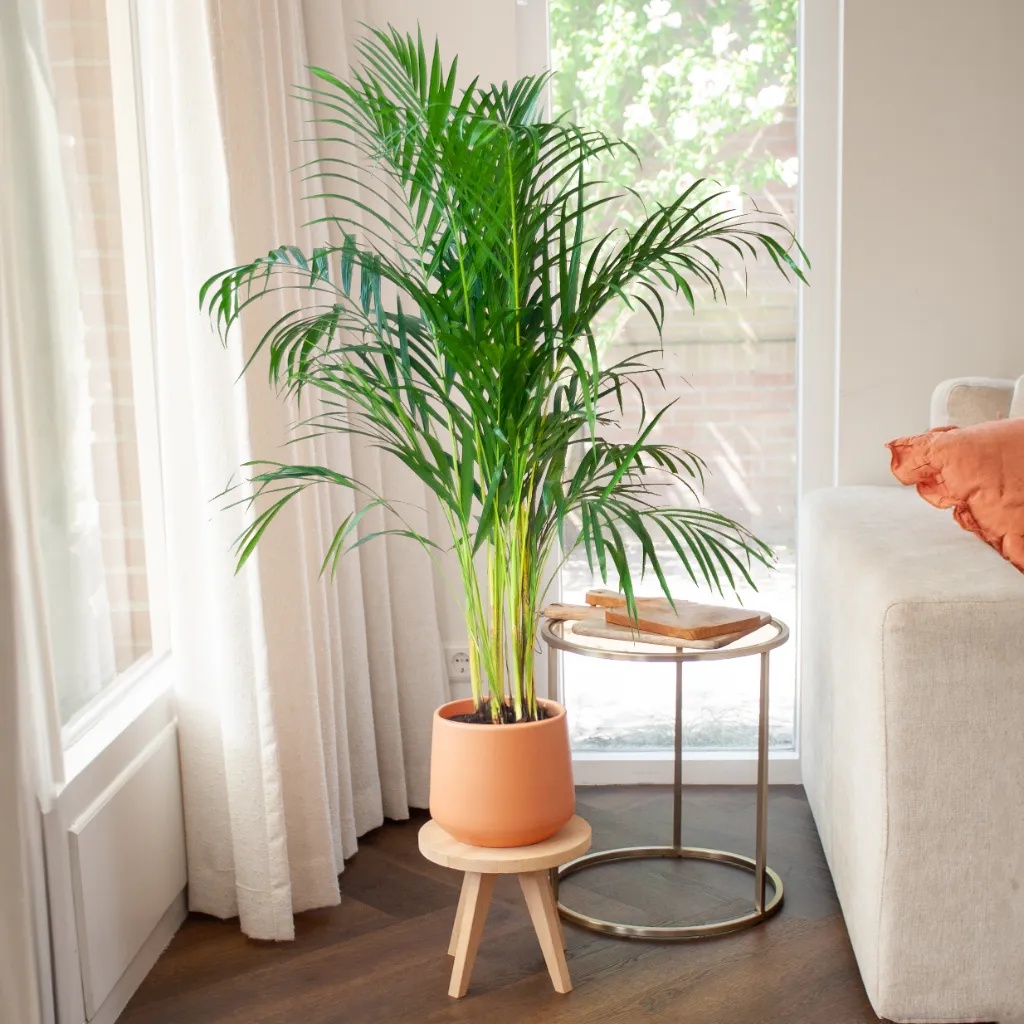 Dypsis Lutescens - Goudpalm - P21