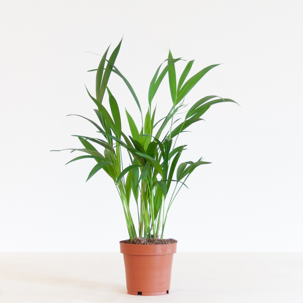 Goudpalm - Dypsis Lutescens - P11