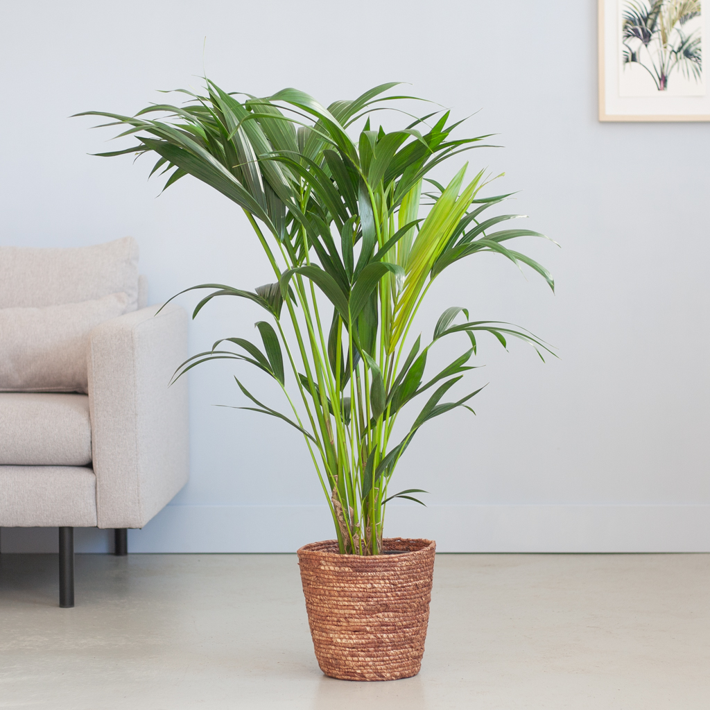 Howea Forsteriana - Kentiapalm P19