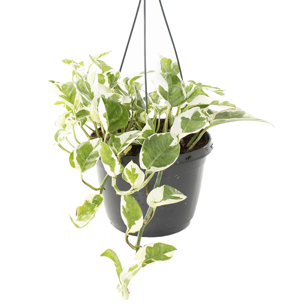 Epipremnum Aureum N&apos;joy (Variegated) - P 18 cm