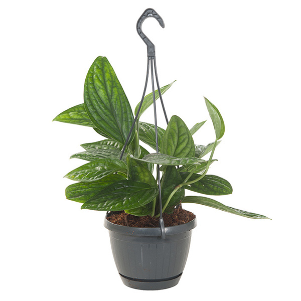 Epipremnum Marble Planet (Pinnatum) - P 15 cm